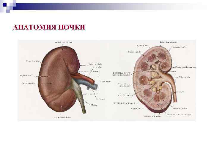 АНАТОМИЯ ПОЧКИ 