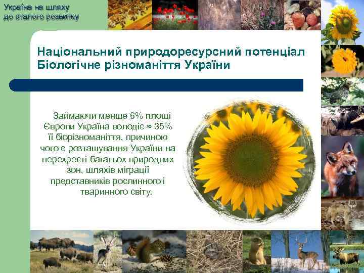 Україна на шляху до сталого розвитку Національний природоресурсний потенціал Біологічне різноманіття України Займаючи менше