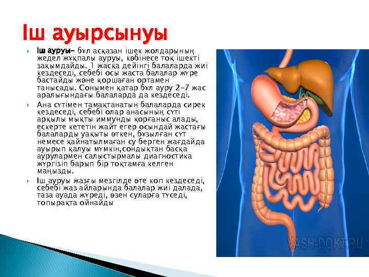 Ішек анатомиясы презентация