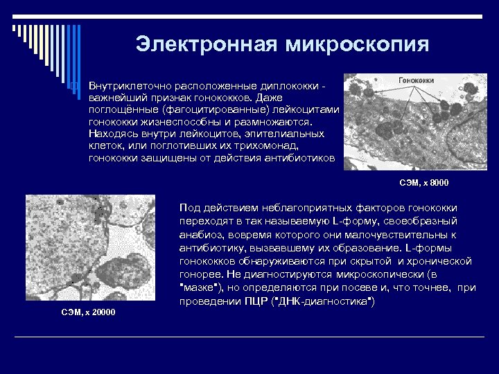 Электронная микроскопия o Внутриклеточно расположенные диплококки - важнейший признак гонококков. Даже поглощённые (фагоцитированные) лейкоцитами