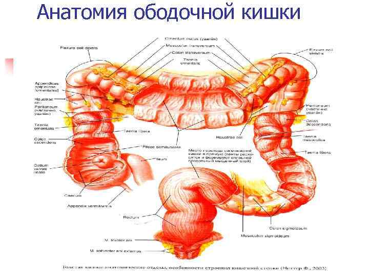 Анатомия мужчины кишки