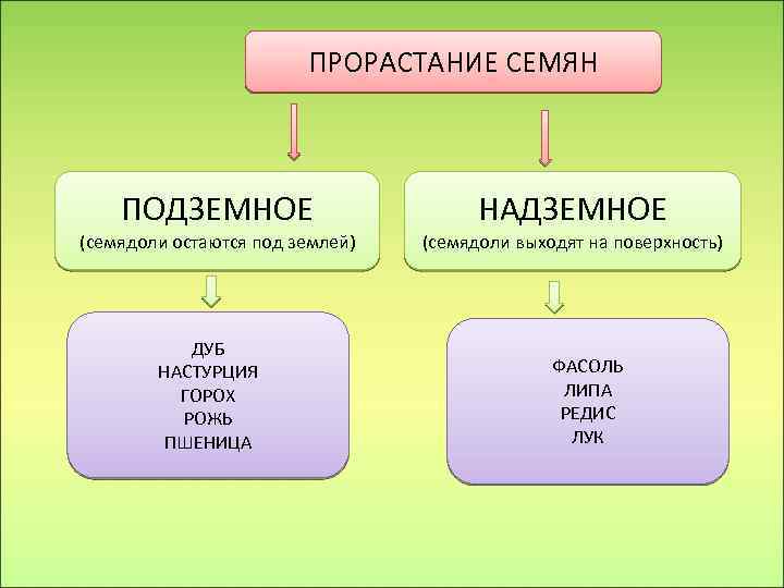 ПРОРАСТАНИЕ СЕМЯН ПОДЗЕМНОЕ (семядоли остаются под землей) ДУБ НАСТУРЦИЯ ГОРОХ РОЖЬ ПШЕНИЦА НАДЗЕМНОЕ (семядоли