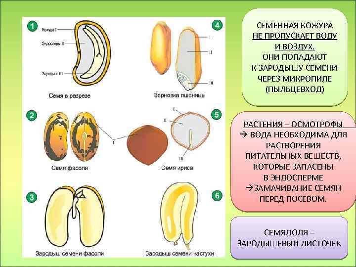 Семя состоит из кожуры и эндосперма. Строение семенной кожуры. Строение семени микропиле. Строение семени кукурузы биология 6 класс. Биология 7 класс Пасечник строение семян растений.