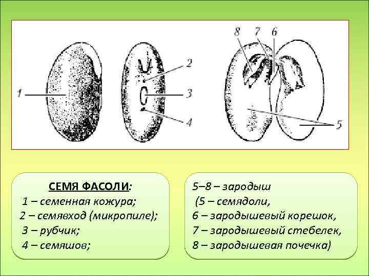 Почечка фасоли. Строение семени микропиле. Семя фасоли зародыш семенная кожура. Строение семени и зародыша фасоли обыкновенной. Строение семенной кожуры.