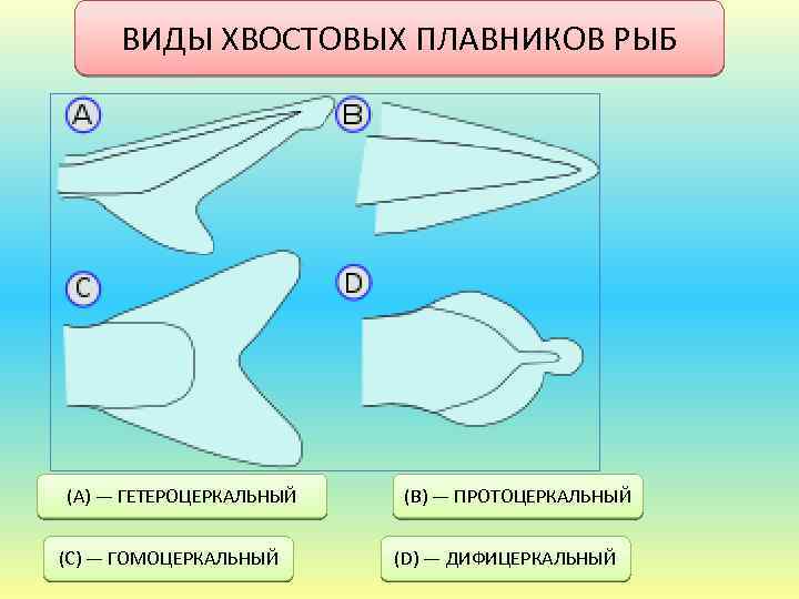 ВИДЫ ХВОСТОВЫХ ПЛАВНИКОВ РЫБ (A) — ГЕТЕРОЦЕРКАЛЬНЫЙ (C) — ГОМОЦЕРКАЛЬНЫЙ (B) — ПРОТОЦЕРКАЛЬНЫЙ (D)