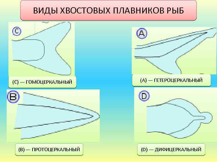 Хвостовой плавник у рыб