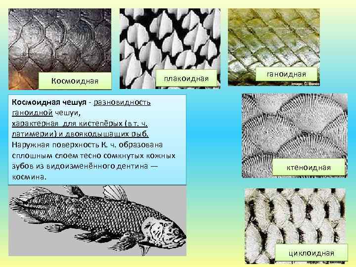Космоидная плакоидная Космоидная чешуя - разновидность ганоидной чешуи, характерная для кистепёрых (в т. ч.