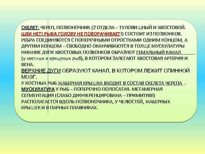 СКЕЛЕТ: ЧЕРЕП, ПОЗВОНОЧНИК (2 ОТДЕЛА – ТУЛОВИЩНЫЙ И ХВОСТОВОЙ. ШЕИ НЕТ! РЫБА ГОЛОВУ НЕ