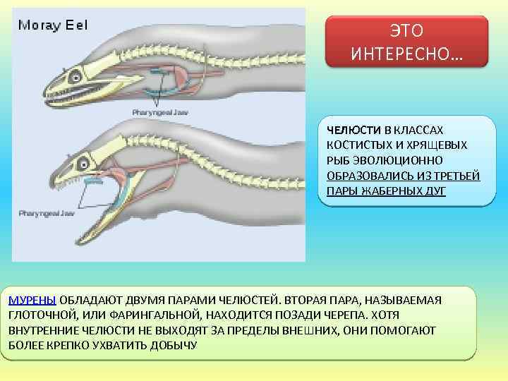 ЭТО ИНТЕРЕСНО… ЧЕЛЮСТИ В КЛАССАХ КОСТИСТЫХ И ХРЯЩЕВЫХ РЫБ ЭВОЛЮЦИОННО ОБРАЗОВАЛИСЬ ИЗ ТРЕТЬЕЙ ПАРЫ