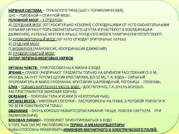 НЕРВНАЯ СИСТЕМА – ТРУБЧАТОГО ТИПА (ЦНС + ПЕРИФЕРИЧЕСКАЯ). ЦНС – ГОЛОВНОЙ + СПИННОЙ МОЗГ.