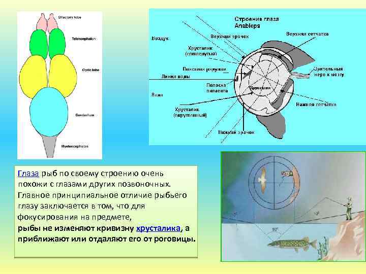 Глаза рыб по своему строению очень похожи с глазами других позвоночных. Главное принципиальное отличие