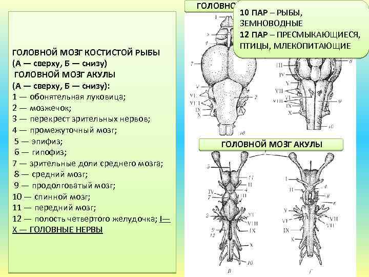 ГОЛОВНОЙ МОЗГ КОСТИСТОЙ РЫБЫ (А — сверху, Б — снизу) ГОЛОВНОЙ МОЗГ АКУЛЫ (А