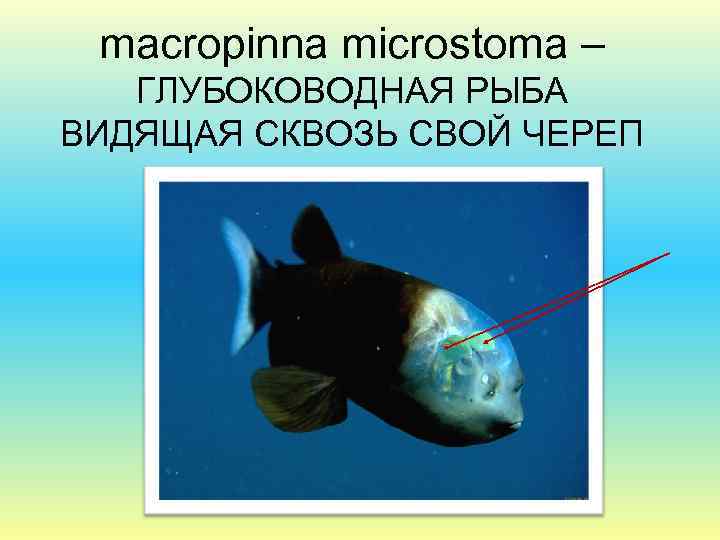 macropinna microstoma – ГЛУБОКОВОДНАЯ РЫБА ВИДЯЩАЯ СКВОЗЬ СВОЙ ЧЕРЕП 