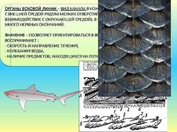 ОРГАНЫ БОКОВОЙ ЛИНИИ – ВИД КАНАЛА В КОЖЕ ЖИВОТНОГО, СООБЩАЮТСЯ С ВНЕШНЕЙ СРЕДОЙ РЯДОМ