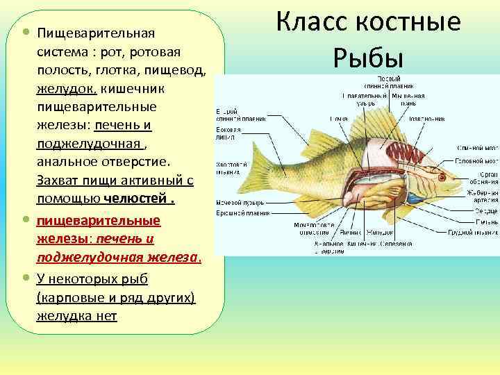 Пищеварительная система костных рыб. 3 примера костных рыб