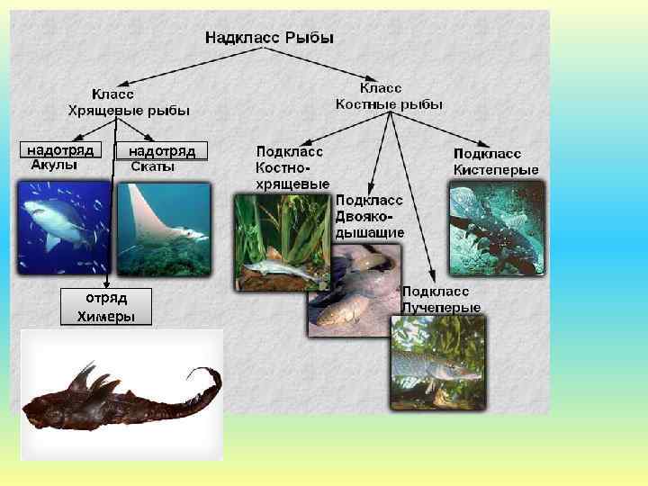 Класс костные рыбы 7 класс. Схема Надкласс рыбы 7 класс. Классы костных рыб. Надкласс рыбы класс костные. Представители надкласса рыбы.