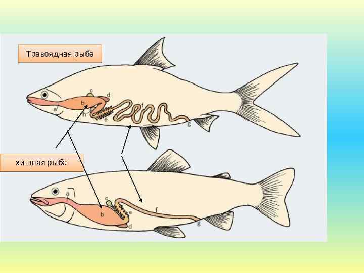 Растительноядные пищеварительная система. Рыбы Хищные и растительноядные. Хищные и травоядные рыбы. Пресноводные растительноядные рыбы. Травоядные рыбы морские.