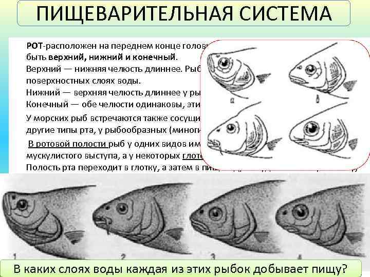 ПИЩЕВАРИТЕЛЬНАЯ СИСТЕМА РОТ-расположен на переднем конце головы. Он по своему строению может быть верхний,