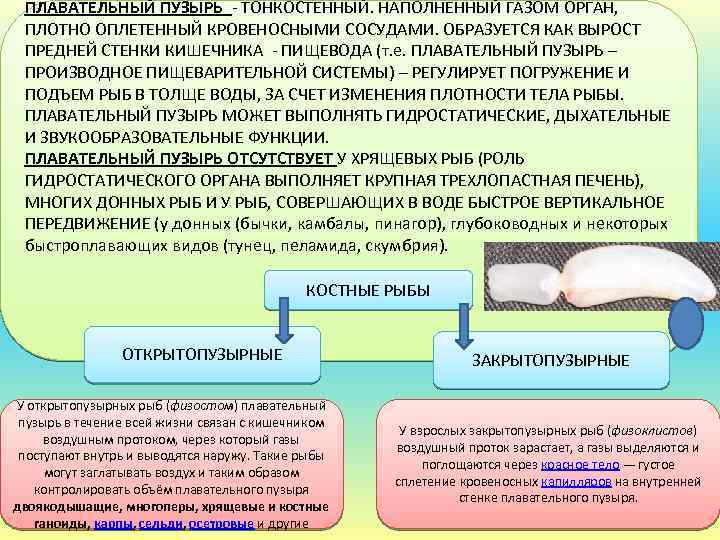 Плавательный пузырь какой орган