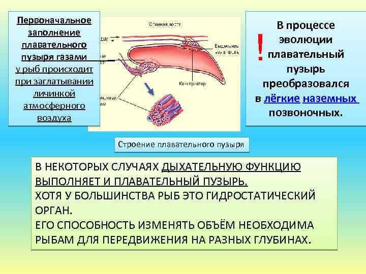 Первоначальное заполнение плавательного пузыря газами у рыб происходит при заглатывании личинкой атмосферного воздуха В