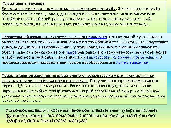  Плавательный пузырь Его основная функция – компенсировать в воде вес тела рыбы. Это