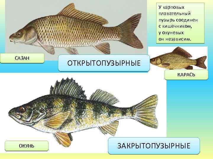 У карповых плавательный пузырь соединен с кишечником, у окуневых он независим. САЗАН ОТКРЫТОПУЗЫРНЫЕ КАРАСЬ