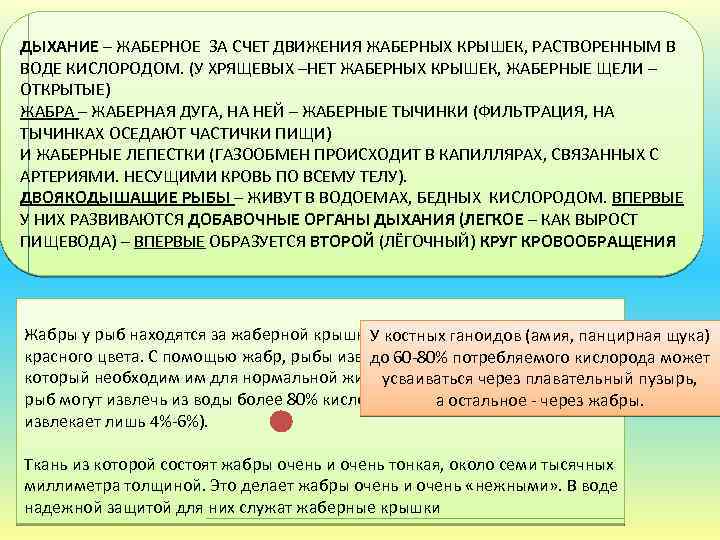 ДЫХАНИЕ – ЖАБЕРНОЕ ЗА СЧЕТ ДВИЖЕНИЯ ЖАБЕРНЫХ КРЫШЕК, РАСТВОРЕННЫМ В ВОДЕ КИСЛОРОДОМ. (У ХРЯЩЕВЫХ