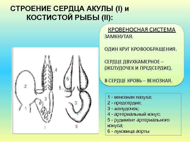 СТРОЕНИЕ СЕРДЦА АКУЛЫ (I) и КОСТИСТОЙ РЫБЫ (II): КРОВЕНОСНАЯ СИСТЕМА ЗАМКНУТАЯ. ОДИН КРУГ КРОВООБРАЩЕНИЯ.