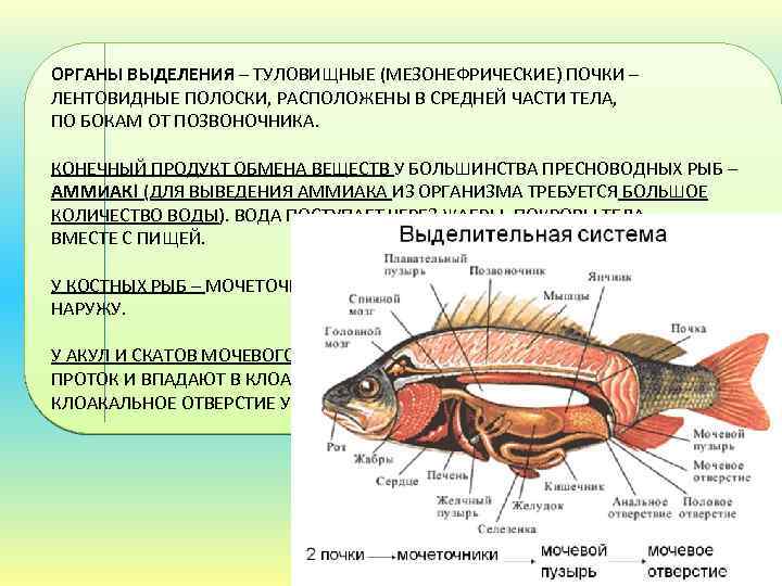 Выделительная система животных презентация