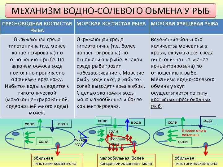 МЕХАНИЗМ ВОДНО-СОЛЕВОГО ОБМЕНА У РЫБ ПРЕСНОВОДНАЯ КОСТИСТАЯ МОРСКАЯ КОСТИСТАЯ РЫБА МОРСКАЯ ХРЯЩЕВАЯ РЫБА Окружающая