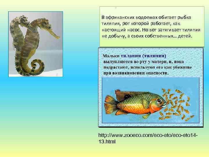 В африканских водоемах обитает рыбка тиляпия, рот которой работает, как настоящий насос. Но вот