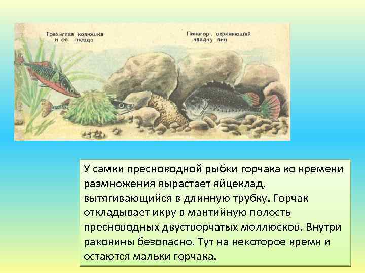 Укажите среду обитания ящерицы в период размножения. Рыба горчак и двустворчатый моллюск.