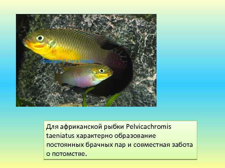 Для африканской рыбки Pelvicachromis taeniatus характерно образование постоянных брачных пар и совместная забота о