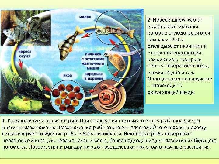 У каких рыб наименьший диаметр икринок. Рыба откладывает икринки. Самка выметывает икринки. Размножение и оплодотворение у рыб. Количество икры у рыб.