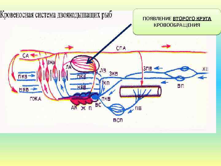 Кровообращение у рыб схема