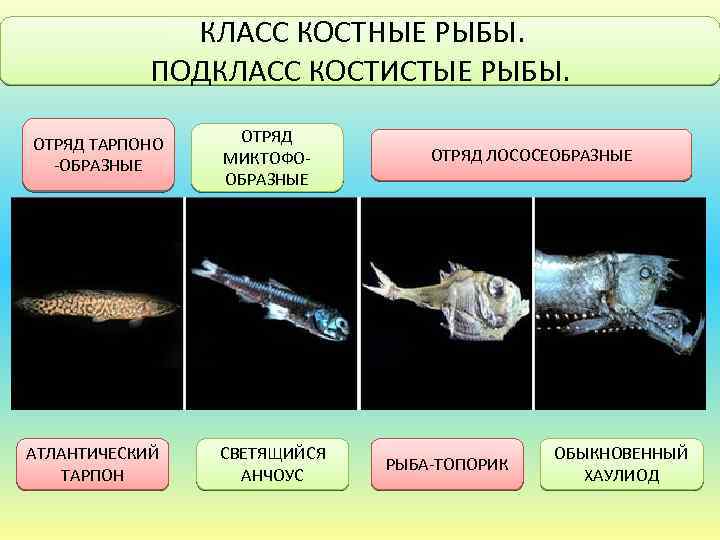 КЛАСС КОСТНЫЕ РЫБЫ. ПОДКЛАСС КОСТИСТЫЕ РЫБЫ. ОТРЯД ТАРПОНО -ОБРАЗНЫЕ АТЛАНТИЧЕСКИЙ ТАРПОН ОТРЯД МИКТОФООБРАЗНЫЕ СВЕТЯЩИЙСЯ