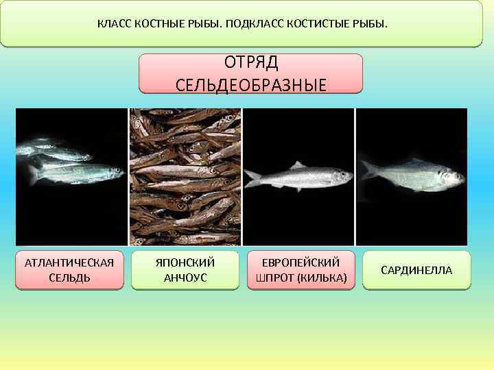 Какие рыбы относятся к классу костные. Отряд Сельдеобразные рыбы. Классификация сельдеобразных рыб. Отряды и представители костных рыб.