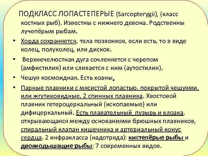  ПОДКЛАСС ЛОПАСТЕПЕРЫЕ (Sarcopterygii), (класс • • костных рыб). Известны с нижнего девона. Родственны