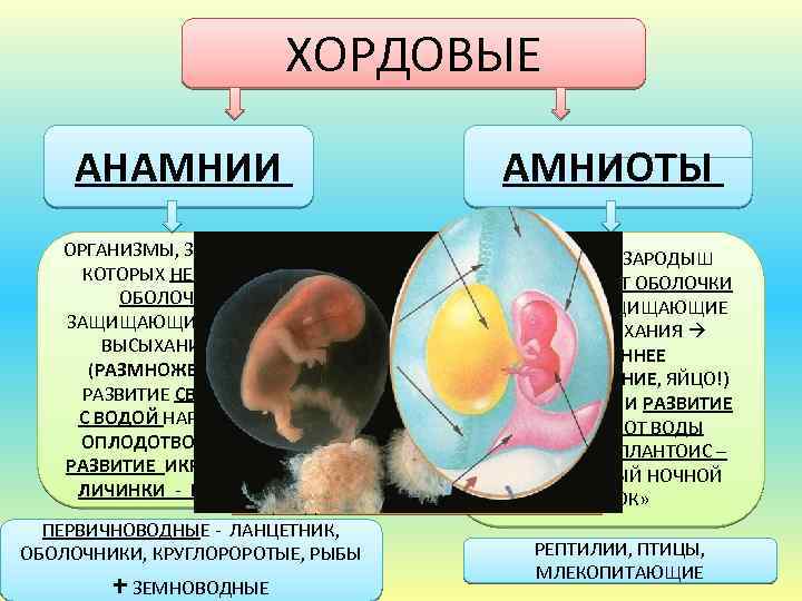 Характеристика подтипа позвоночные анамнии и амниоты