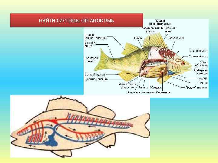 Какие системы органов у рыб