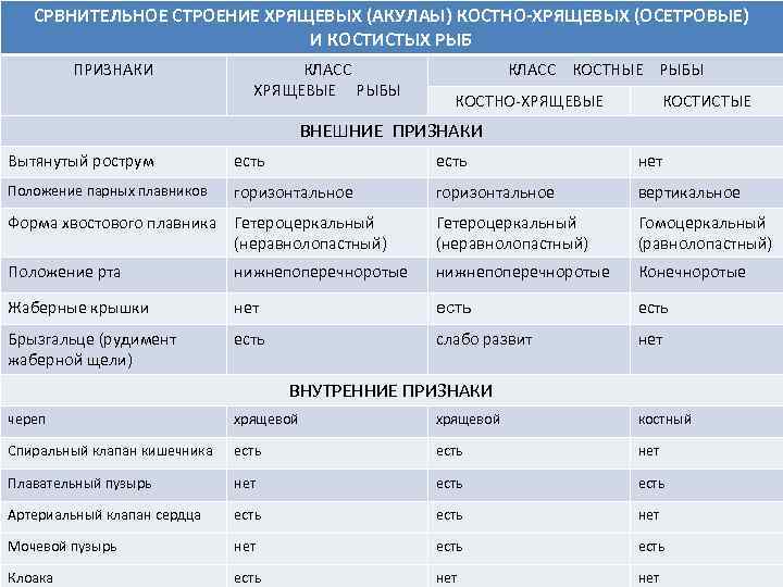 СРВНИТЕЛЬНОЕ СТРОЕНИЕ ХРЯЩЕВЫХ (АКУЛАЫ) КОСТНО-ХРЯЩЕВЫХ (ОСЕТРОВЫЕ) И КОСТИСТЫХ РЫБ ПРИЗНАКИ КЛАСС ХРЯЩЕВЫЕ РЫБЫ КЛАСС