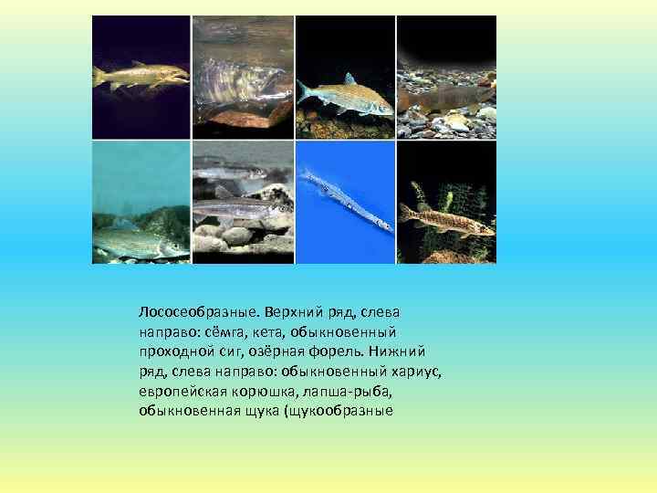 Лососеобразные. Верхний ряд, слева направо: сёмга, кета, обыкновенный проходной сиг, озёрная форель. Нижний ряд,