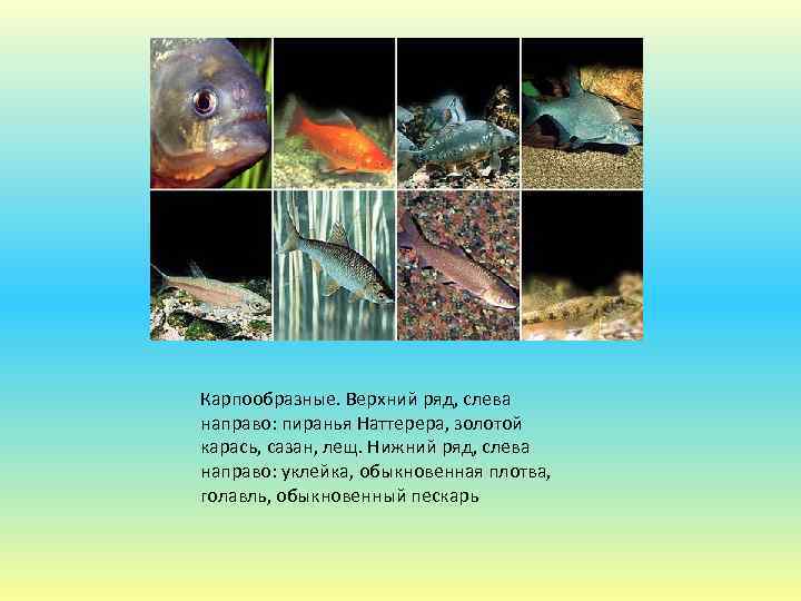 Карпообразные. Верхний ряд, слева направо: пиранья Наттерера, золотой карась, сазан, лещ. Нижний ряд, слева