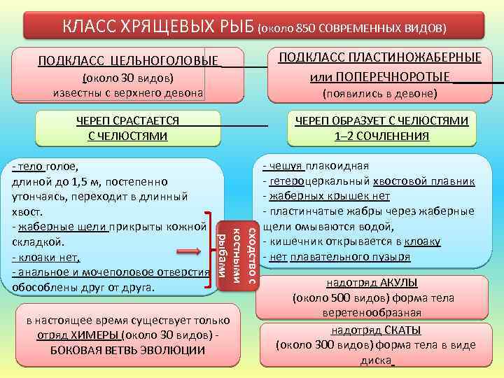 КЛАСС ХРЯЩЕВЫХ РЫБ (около 850 СОВРЕМЕННЫХ ВИДОВ) ПОДКЛАСС ПЛАСТИНОЖАБЕРНЫЕ ПОДКЛАСС ЦЕЛЬНОГОЛОВЫЕ или ПОПЕРЕЧНОРОТЫЕ (около