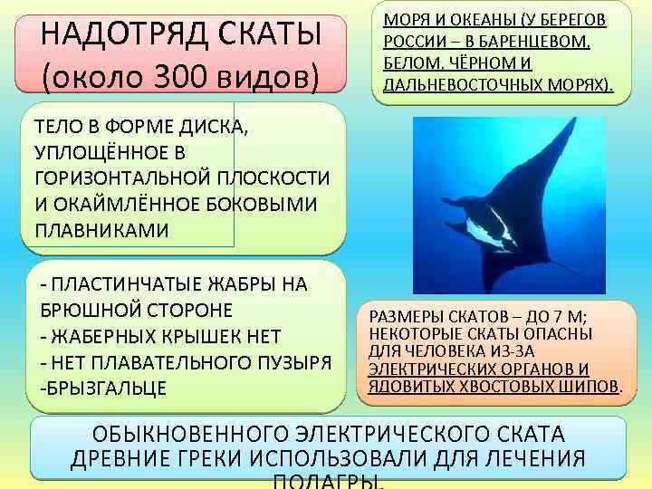 НАДОТРЯД СКАТЫ (около 300 видов) МОРЯ И ОКЕАНЫ (У БЕРЕГОВ РОССИИ – В БАРЕНЦЕВОМ,