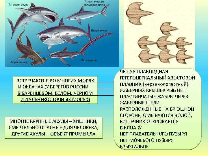 Хвостовой плавник у рыб