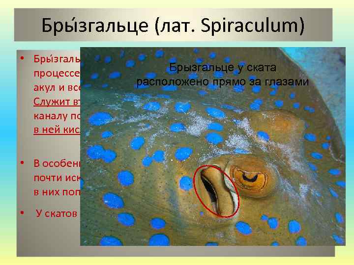 Бры згальце (лат. Spiraculum) • Бры згальце (лат. Spiraculum) — трансформировавшееся в Брызгальце у