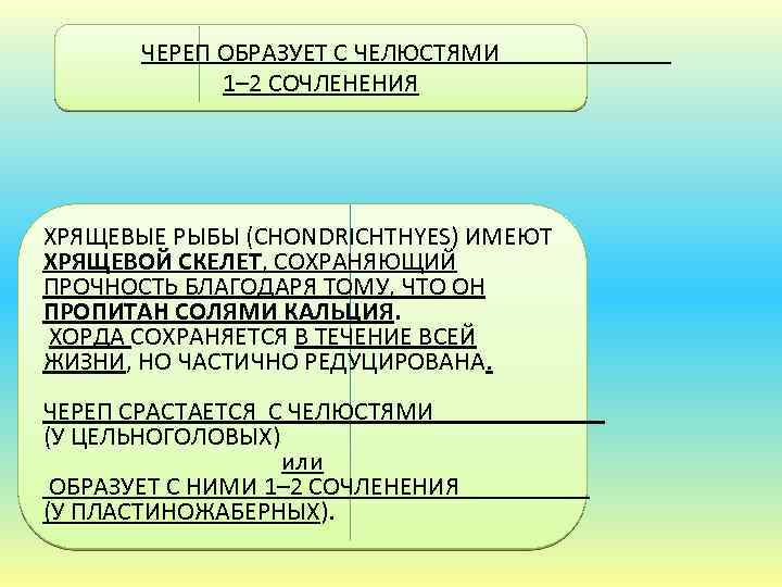 ЧЕРЕП ОБРАЗУЕТ С ЧЕЛЮСТЯМИ 1– 2 СОЧЛЕНЕНИЯ ХРЯЩЕВЫЕ РЫБЫ (CHONDRICHTHYES) ИМЕЮТ ХРЯЩЕВОЙ СКЕЛЕТ, СОХРАНЯЮЩИЙ