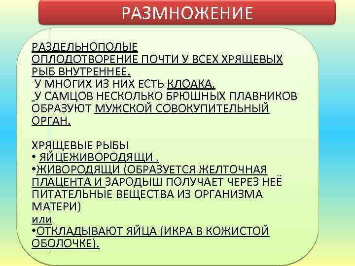 РАЗМНОЖЕНИЕ РАЗДЕЛЬНОПОЛЫЕ ОПЛОДОТВОРЕНИЕ ПОЧТИ У ВСЕХ ХРЯЩЕВЫХ РЫБ ВНУТРЕННЕЕ. У МНОГИХ ИЗ НИХ ЕСТЬ