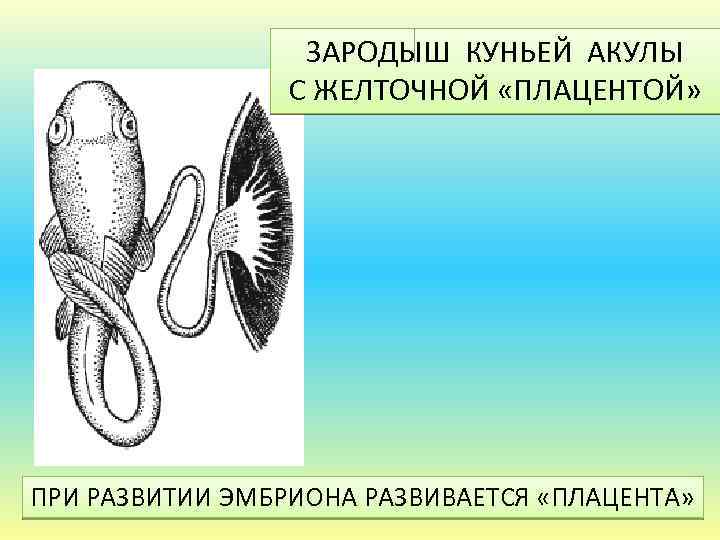 ЗАРОДЫШ КУНЬЕЙ АКУЛЫ С ЖЕЛТОЧНОЙ «ПЛАЦЕНТОЙ» ПРИ РАЗВИТИИ ЭМБРИОНА РАЗВИВАЕТСЯ «ПЛАЦЕНТА» 